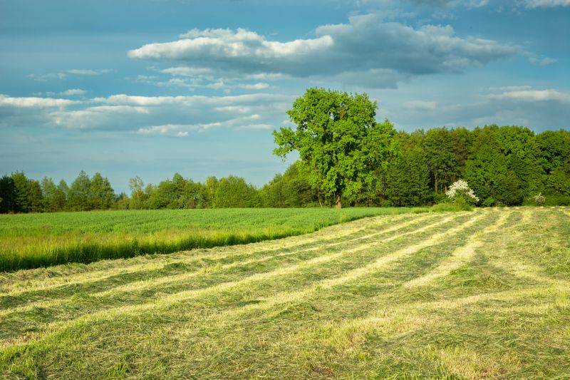Pasture Grass Mowing