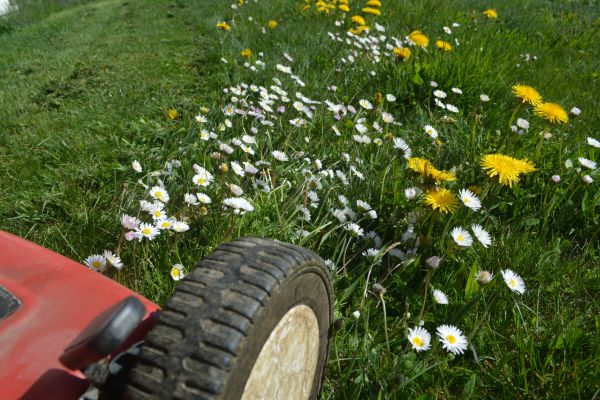 Meadow Mowing in Aiken